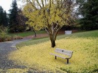 423927181 UC Davis Arboretum, bench